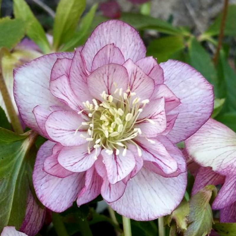 博众农业重瓣铁筷子圣诞玫瑰庭院阳台耐寒进口多年生花卉盆栽,淘宝优惠券,粉丝福利购,淘宝优惠卷