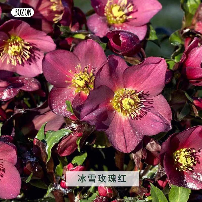 园也  冰雪系列铁筷子 圣诞玫瑰 耐寒耐阴植物  盆栽阳台 地栽花,淘宝优惠券,粉丝福利购,淘宝优惠卷