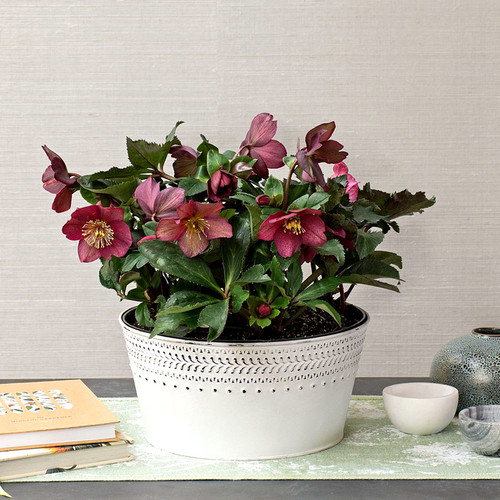 进口耐寒宿根冰雪玫瑰，  冬日芭蕾铁筷子花苗圣诞玫瑰 宿根花卉 - 图1