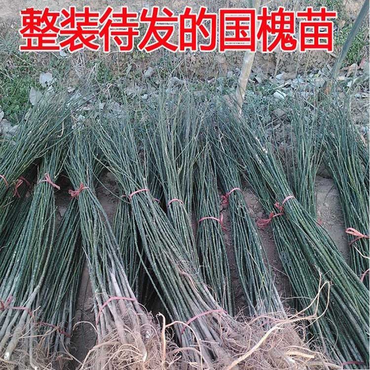 国槐树苗垂槐树雨伞树庭院绿化植物龙爪槐小苗盘槐垂枝槐嫁接枝条_虎窝淘