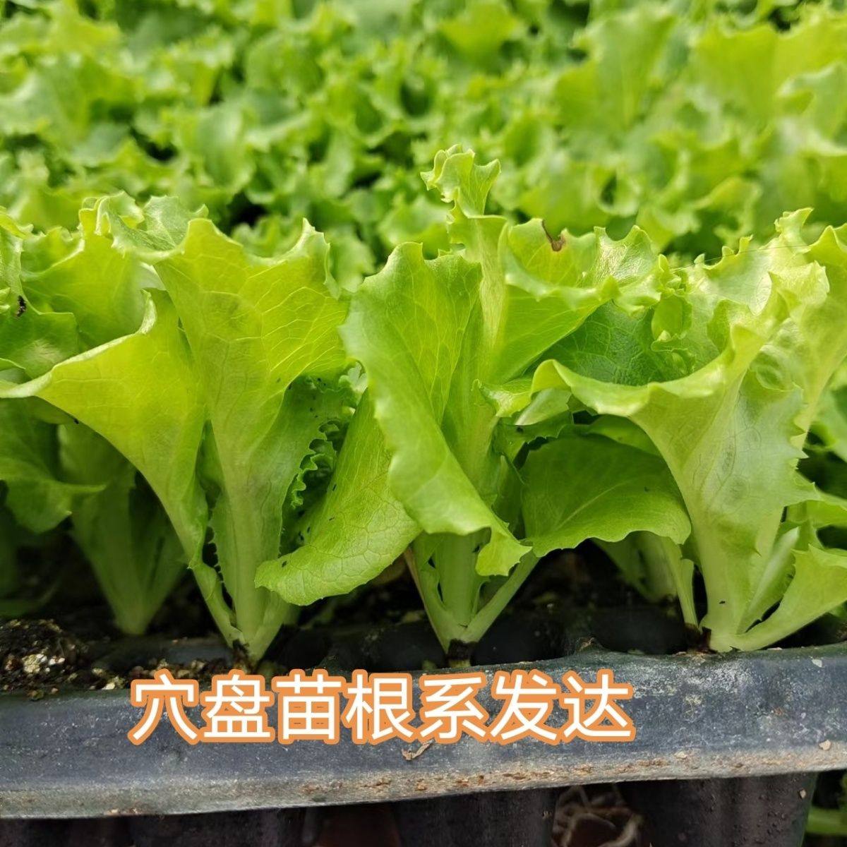 生菜苗秧苗生菜种子四季阳台盆栽生菜苗生菜种籽生菜蔬菜种孑,淘宝优惠券,粉丝福利购,淘宝优惠卷