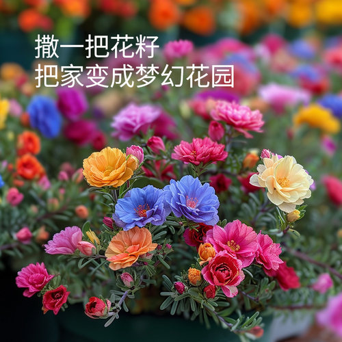 史丹利重瓣太阳花种子花籽种子室内盆栽种植花籽易活开花混色种孑 - 图2