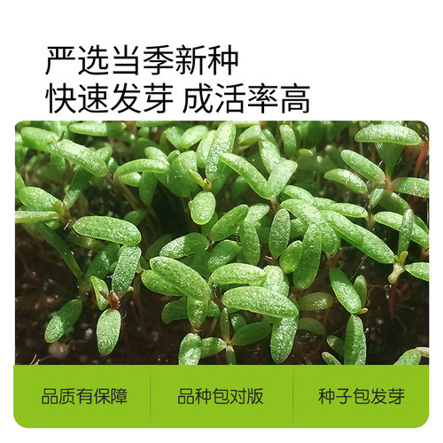 史丹利重瓣太阳花种子花籽种子室内盆栽种植花籽易活开花混色种孑 - 图0
