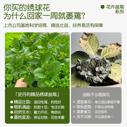 史丹利绣球花盆栽带花苞无尽夏大苗蓝色高端老桩大号四季开花重瓣 - 图0