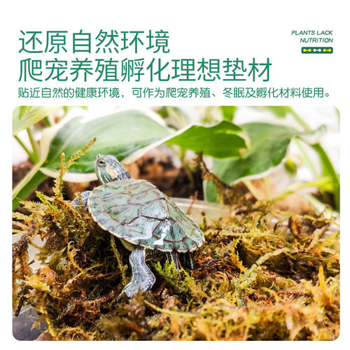 史丹利水苔蝴蝶兰专用土干苔藓种植养兰花的营养土植料毛毛虫文心-图2