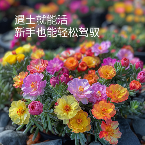 史丹利重瓣太阳花种子花籽种子室内盆栽种植花籽易活开花混色种孑 - 图1