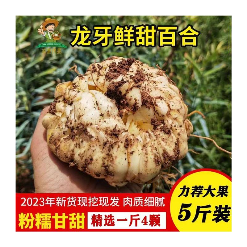 新品龙牙百合新鲜食用大果级 湖南隆回特产非种球干货兰州生甜白 - 图3