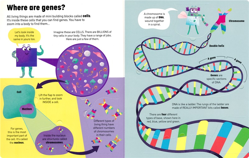Usborne See Inside Genes and DNA 尤斯伯恩 看里面揭秘系列 基因和DNA 儿童科普 少儿百科入门翻翻书 课外读物 英文原版进口图书 - 图2
