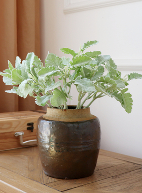 银叶菊绿植盆景仿真花客厅