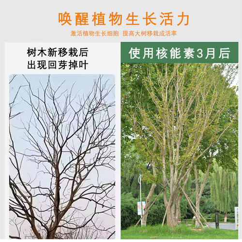 核能素原液大树移栽吊针液浓缩液树木专用注射营养液催根催芽肥料 - 图1