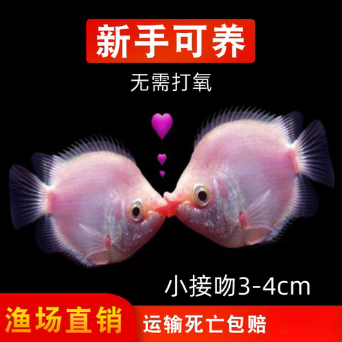 亲嘴鱼接吻鱼虎皮鱼糖果天使鱼不褪色热带观赏鱼活体 - 图0