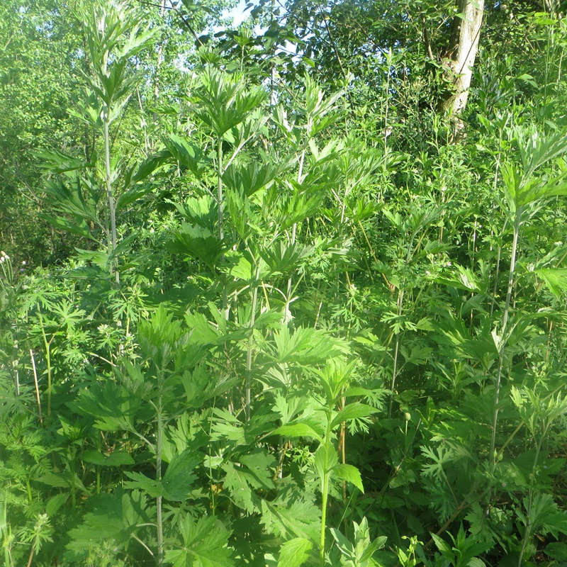 艾叶根艾草根可栽种根须蕲艾泡脚泡澡驱寒湿新鲜根擦澡艾叶草苗 - 图1