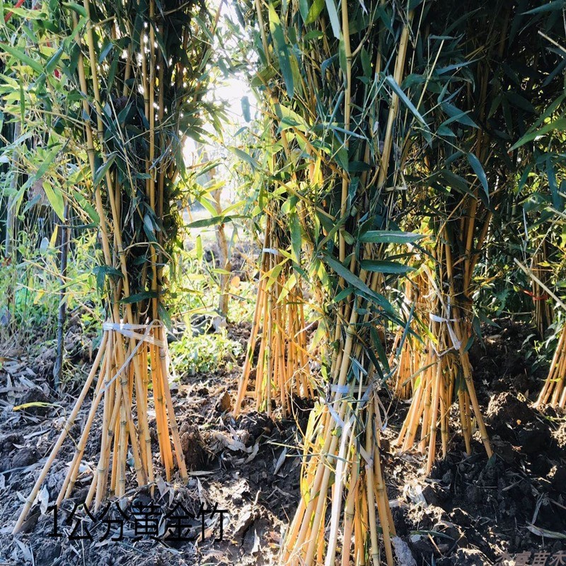 竹子苗庭院绿化植物青四季常绿紫竹青竹黄金竹罗汉竹金镶玉竹盆栽 - 图0