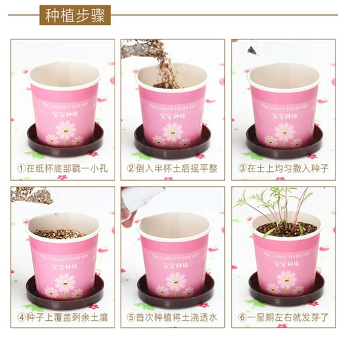 Творческий мини -зеленый горшечный офис на рабочем столе небольшой завод детского детский сад для детского сада детского сада детского сада.