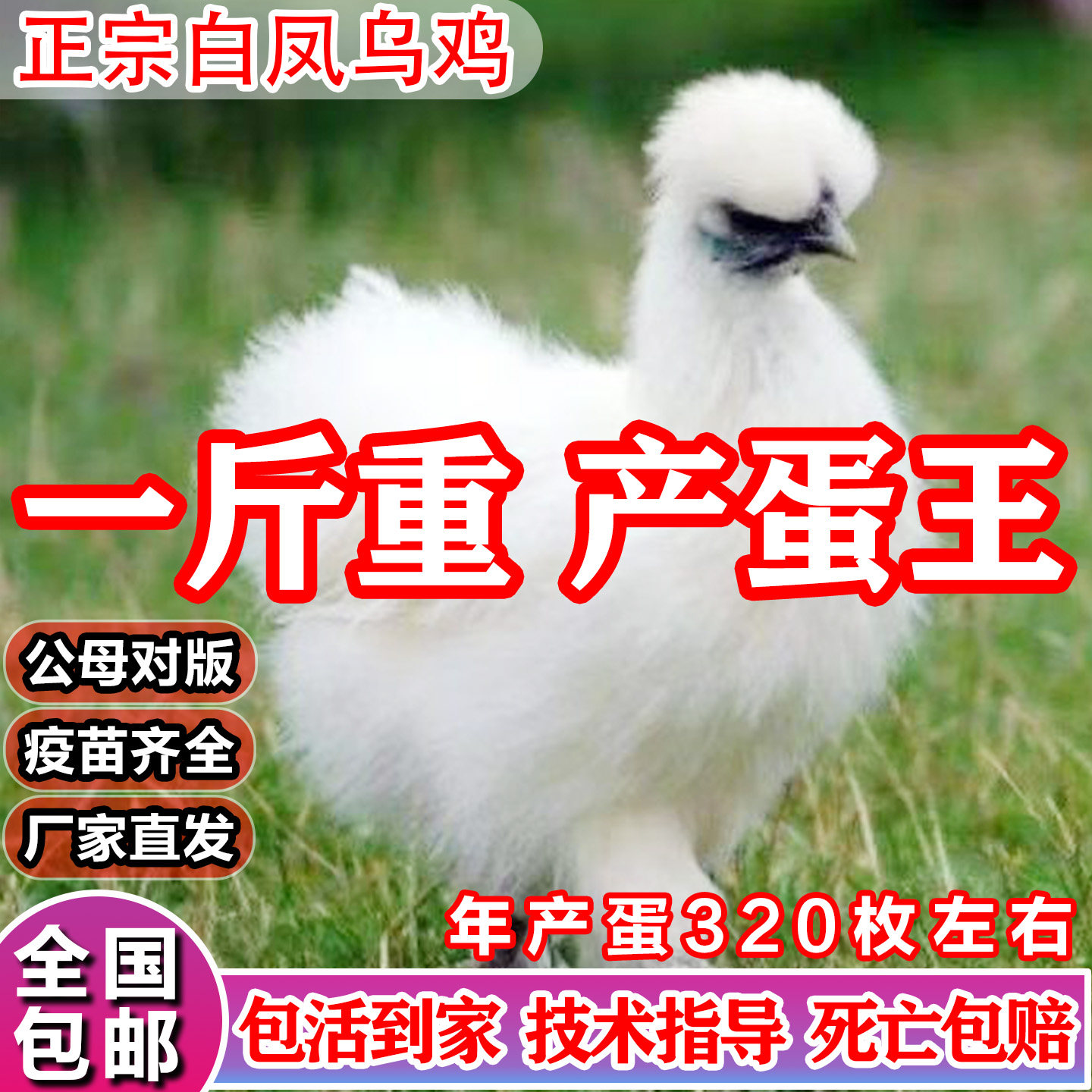 2斤纯种白凤乌骨鸡活苗正宗泰和乌鸡脱温小鸡活苗农家散养土鸡苗,淘宝优惠券,粉丝福利购,淘宝优惠卷