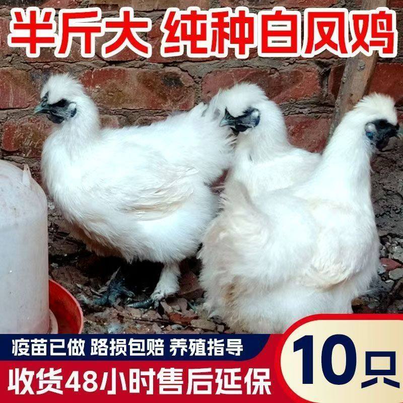 2斤纯种白凤乌骨鸡活苗正宗泰和乌鸡脱温小鸡活苗农家散养土鸡苗,淘宝优惠券,粉丝福利购,淘宝优惠卷