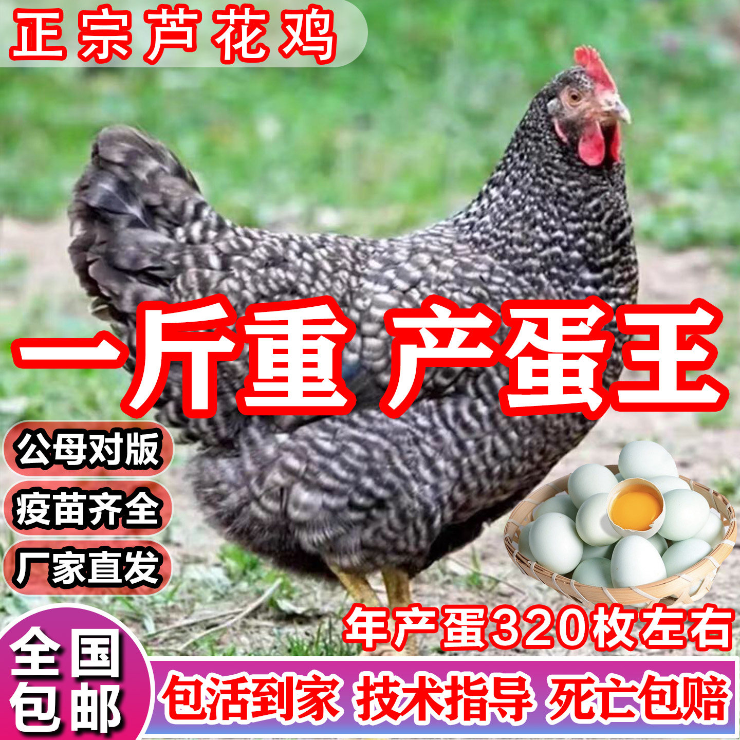 一斤纯种芦花鸡活苗正宗芦花绿壳蛋鸡半大青年鸡土鸡脱温小鸡活苗,淘宝优惠券,粉丝福利购,淘宝优惠卷