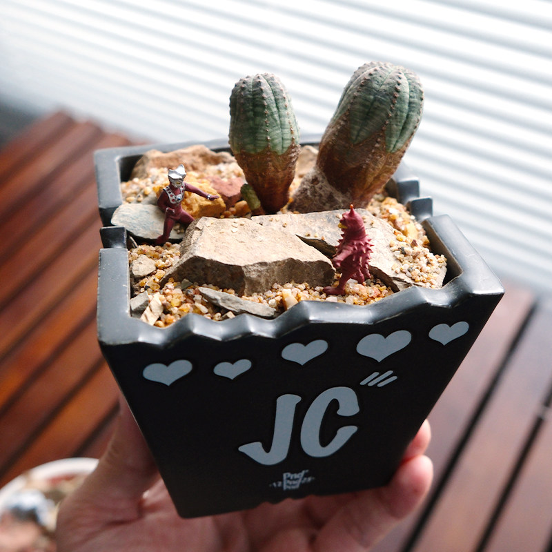 pnd造景石组风化石铺面石天然石材沙生多肉块根植物铺面鹅卵石,淘宝优惠券,粉丝福利购,淘宝优惠卷