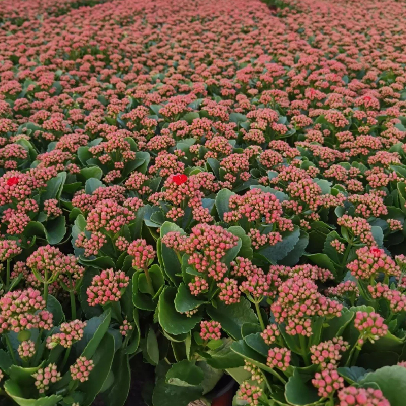 长寿花花苗盆栽重瓣大花特大号四季开花小苗耐寒易活金狐狸植物 - 图3