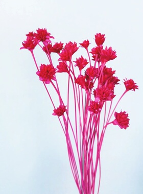 小山花植物干花花束装饰