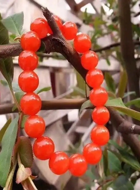 天然原矿凉山樱桃红玛瑙南红手链