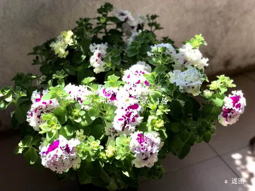Flower Edita, импортные цветочные семена*panmei*direwn карликовый скот*вращение/rongguang 10 таблетки