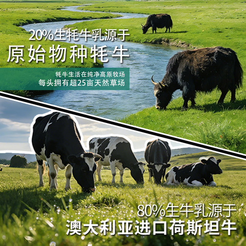 青藏祁莲青海高原祁连山纯牛奶早餐200mlx12袋x2箱含20%生牦牛乳 - 图1