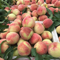 Fresh Peach Moneypeach Now Off the water Peach Should Season Pregnant Woman When Season Fruits Crunchy Sweetness 5 Cati