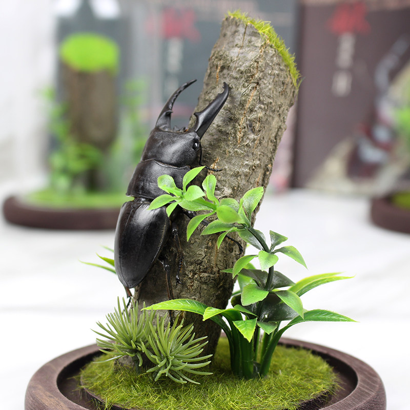 22年最新款独角仙成虫中国大扁锹标本diy摆件昆虫饰品甲虫造景