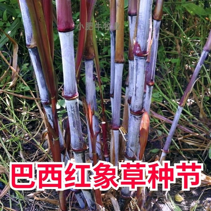 红象草甜象草3号种节多年生四季高产皇竹草巨菌草耐寒无毛牧草-图3