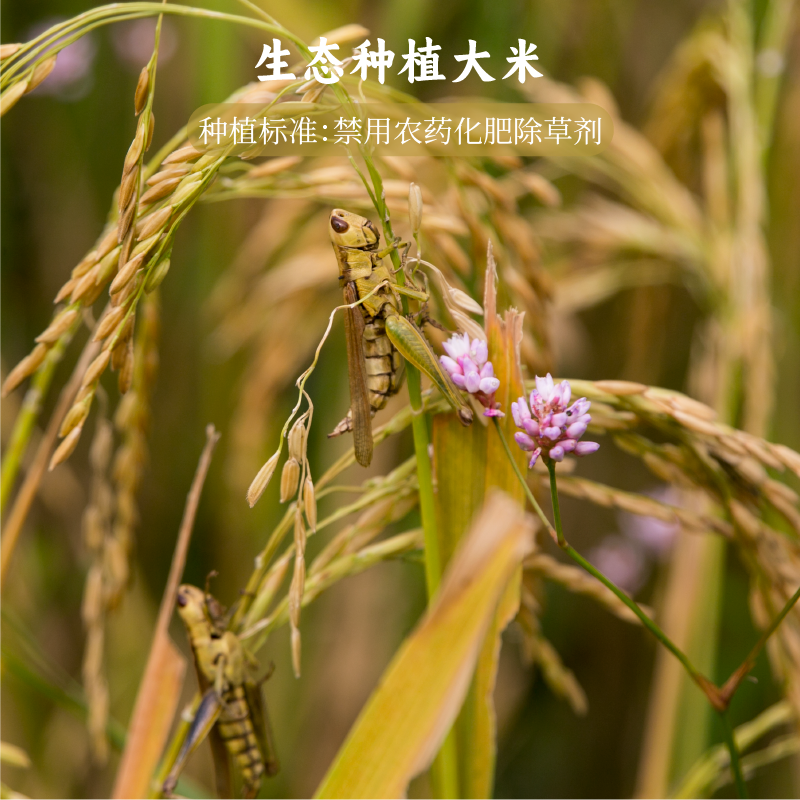 谦益农业 小米米线500g 纯米粉传统手工干米粉 方便速食 素食米线,淘宝优惠券,粉丝福利购,淘宝优惠卷