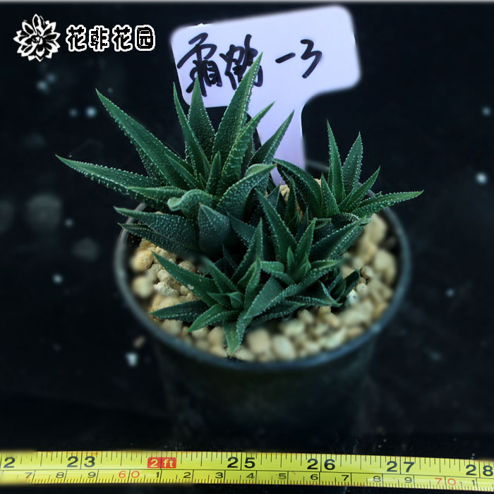 多肉植物-绿色 植物 小盆栽-肉肉植物【霜鹤】百合科 - 图1