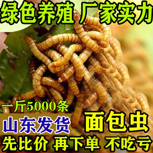 面包虫活体黄粉虫活虫鹦鹉鱼乌龟金龙鱼画眉鸟石蛙饲料引种包邮 - 图2