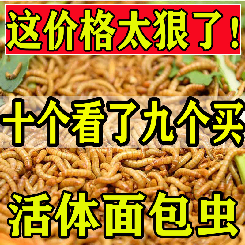 面包虫活体黄粉虫活虫鹦鹉鱼乌龟金龙鱼画眉鸟石蛙饲料包邮-图0