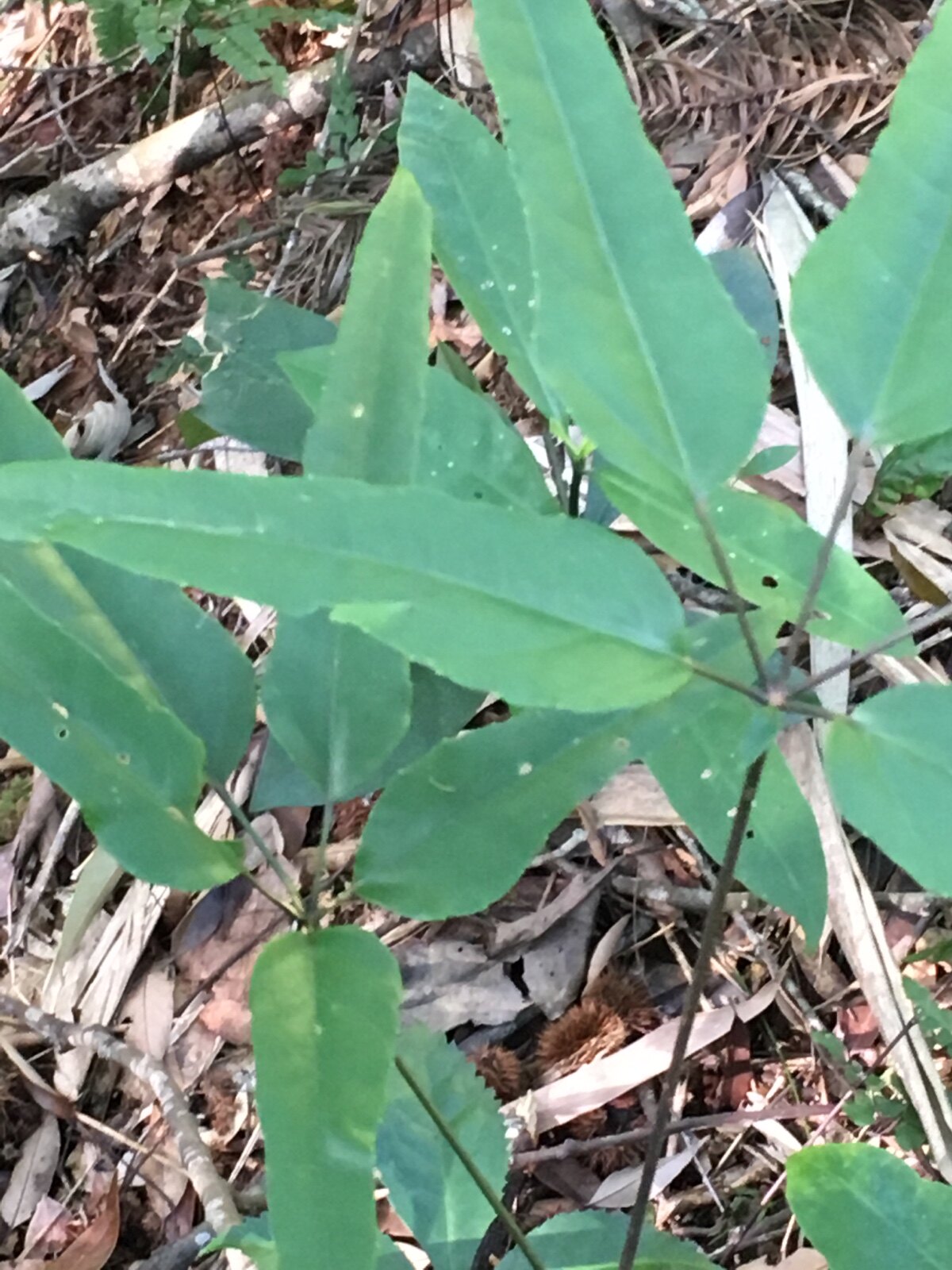野生中草药材鸭脚树叶鹅掌柴手树鸭脚木皮鸭乸脚树皮一斤包邮 义龙山特产 淘优券