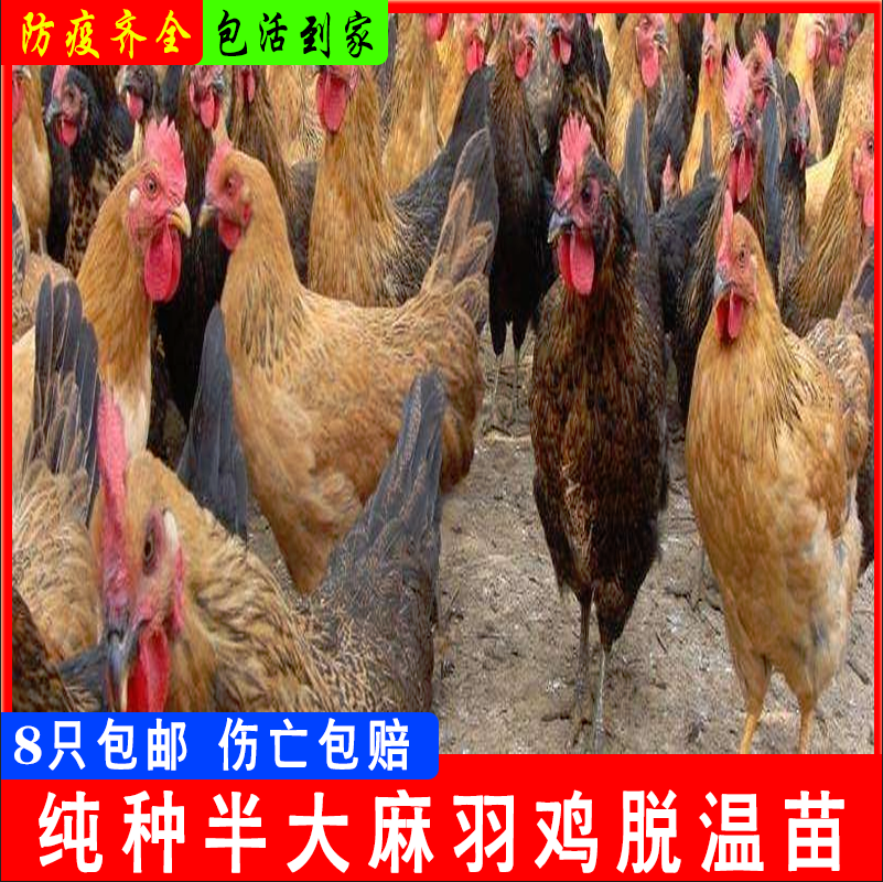 鸡活苗一斤半斤麻羽鸡活苗蛋鸡活苗产蛋王鸡小鸡活苗绿壳蛋鸡活苗 - 图3