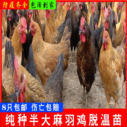 鸡活苗一斤半斤麻羽鸡活苗蛋鸡活苗产蛋王鸡小鸡活苗绿壳蛋鸡活苗