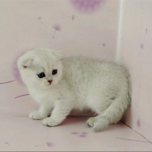 出售英短银渐层英国短毛猫渐层折耳猫宠物猫渐层活体幼猫纯种g,淘宝优惠券,粉丝福利购,淘宝优惠卷