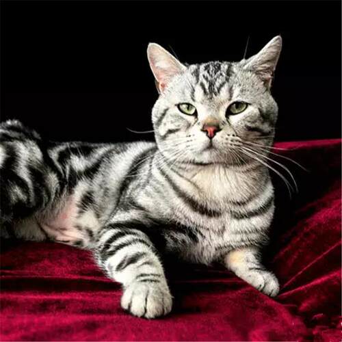 出售美短起司猫美国短毛猫家养活体幼猫宠物猫纯种美短银虎斑猫g - 图0