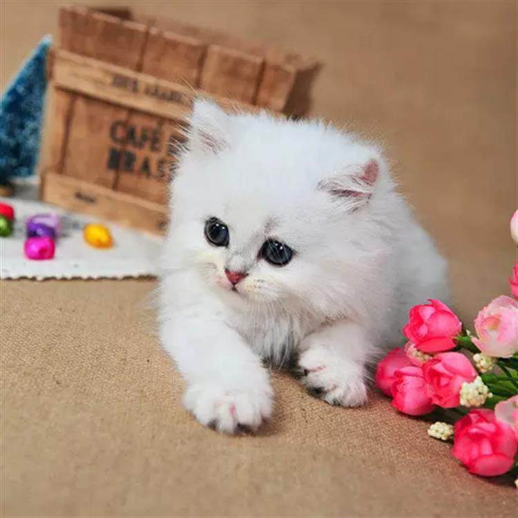 CFA赛级出售长毛猫纯种家养银渐层金吉拉幼猫宠物猫活体猫咪g,淘宝优惠券,粉丝福利购,淘宝优惠卷