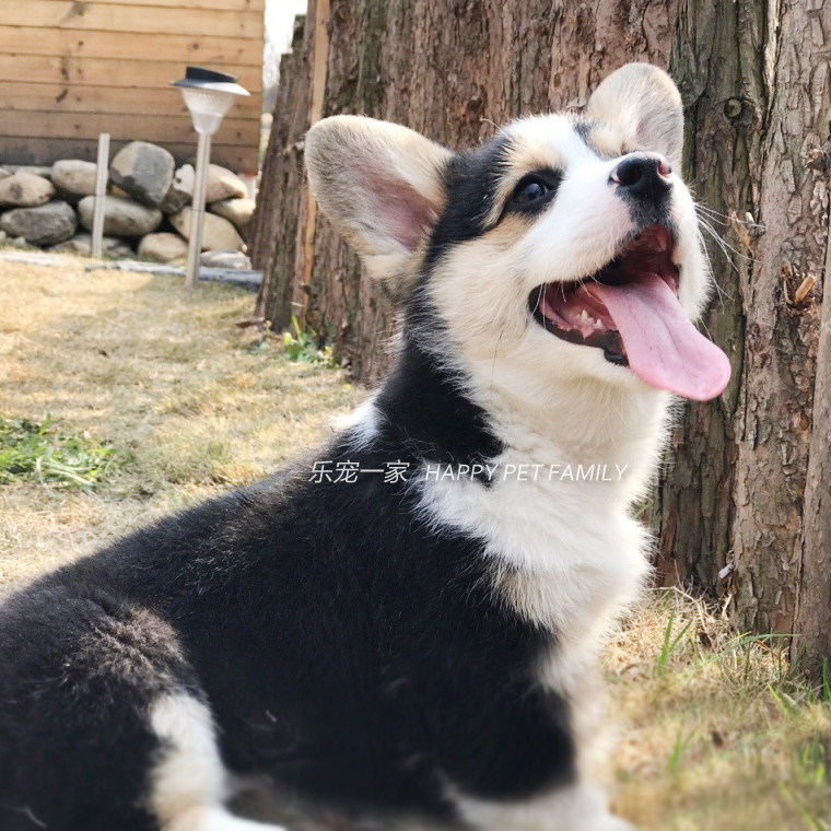 威尔士柯基犬纯种柯基活体宠物狗茶杯犬赛级柯基幼犬L001g,淘宝优惠券,粉丝福利购,淘宝优惠卷