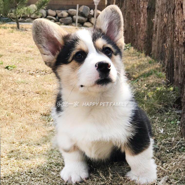 威尔士柯基犬纯种柯基活体宠物狗茶杯犬赛级柯基幼犬L001g,淘宝优惠券,粉丝福利购,淘宝优惠卷