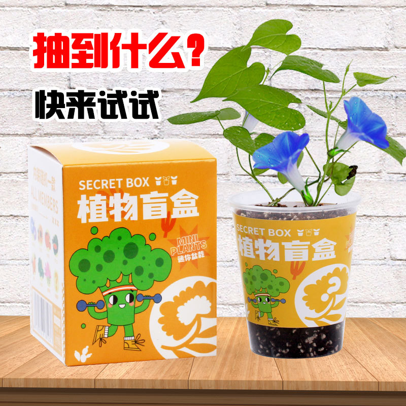 儿童种植小盆栽盲盒迷你幼儿园小学生植物生长观察发芽种子种植盒 - 图0