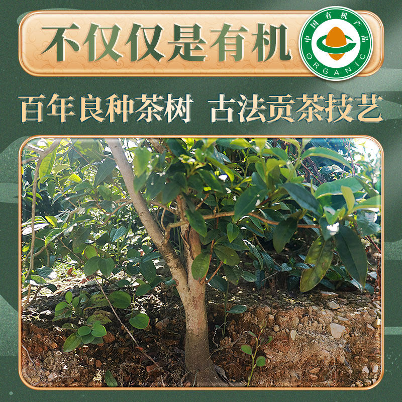 白沙溪湖南正品篓装正宗安化黑茶 白沙溪安化黑茶