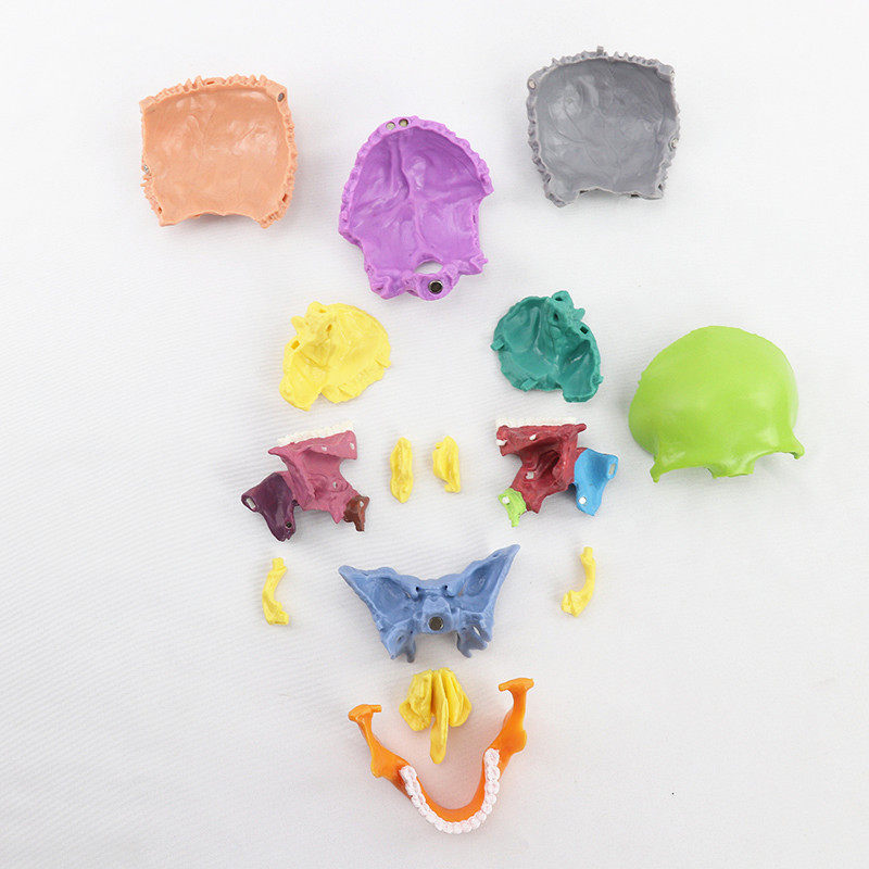 教学用具可拆分15部件头颅骨模型原色彩色头骨模型医用医美牙科,淘宝优惠券,粉丝福利购,淘宝优惠卷