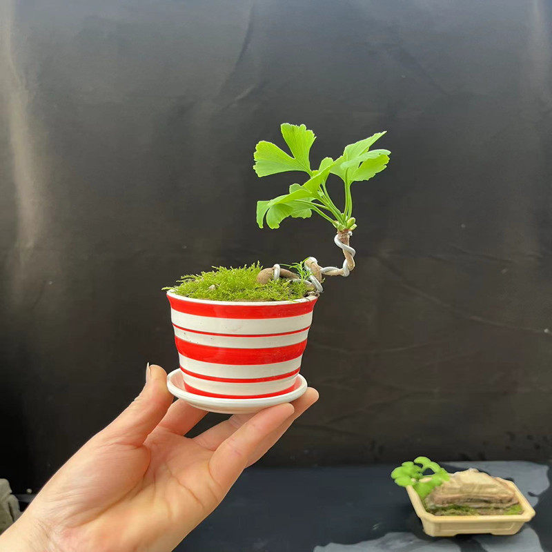 微盆景小品银杏盆景真柏树盆景黄杨白果树苗造型阳台 办公桌绿植,淘宝优惠券,粉丝福利购,淘宝优惠卷