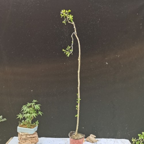 文人树黄杨盆景  老桩盆栽花卉白皮瓜子黄杨客厅办公室实拍 - 图0