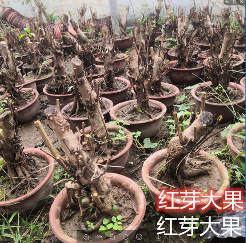 小品盆景叶石榴盆景微型迷你型红灯笼掌上桌面开花结果小盆栽绿植 - 图3