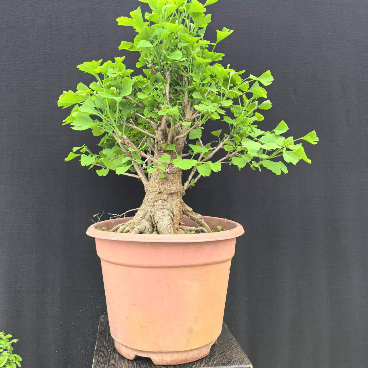 地柏盆景 小微型盆景真柏五针松大阪松小黑松盆景微型黄杨盆景,淘宝优惠券,粉丝福利购,淘宝优惠卷