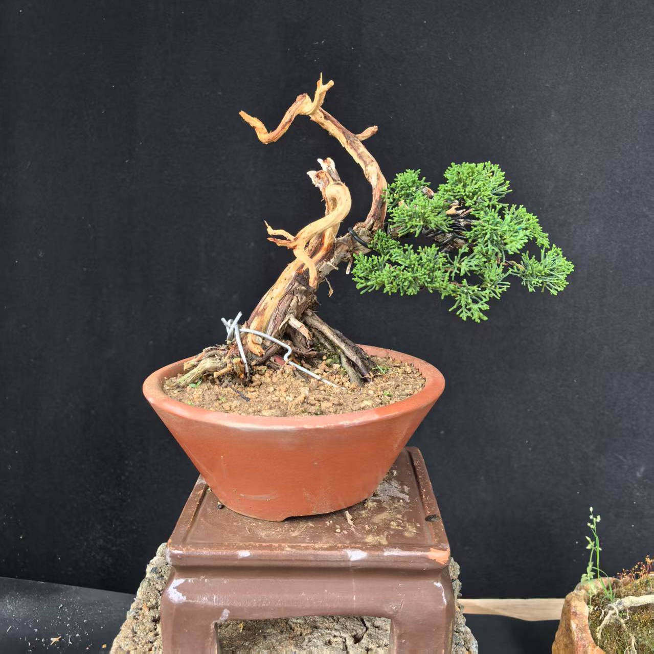 地柏盆景 小微型盆景真柏五针松大阪松小黑松盆景微型黄杨盆景,淘宝优惠券,粉丝福利购,淘宝优惠卷